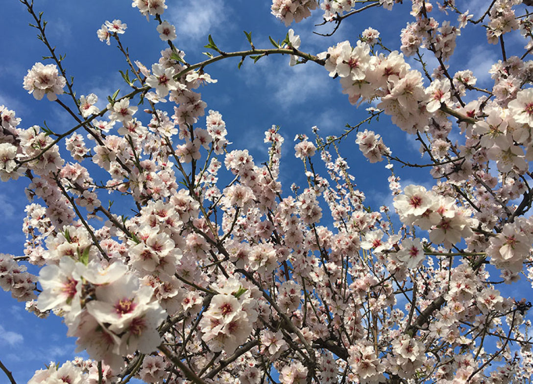 Amendoeiras em Flor