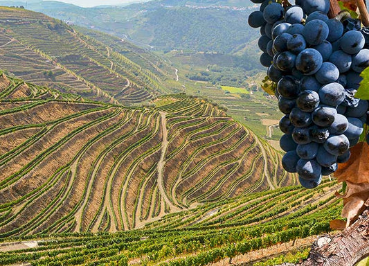 Vindimas no Douro | Quinta da Avessada