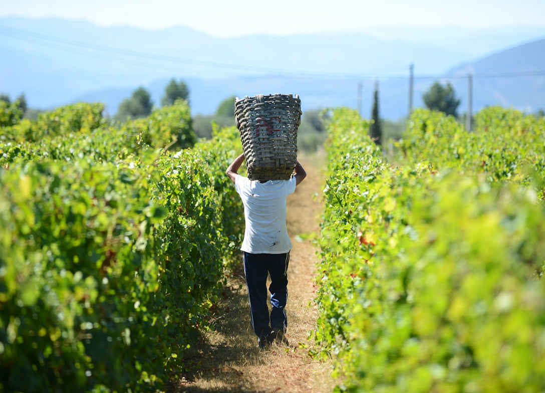 Vindimas no Douro | Quinta da Avessada