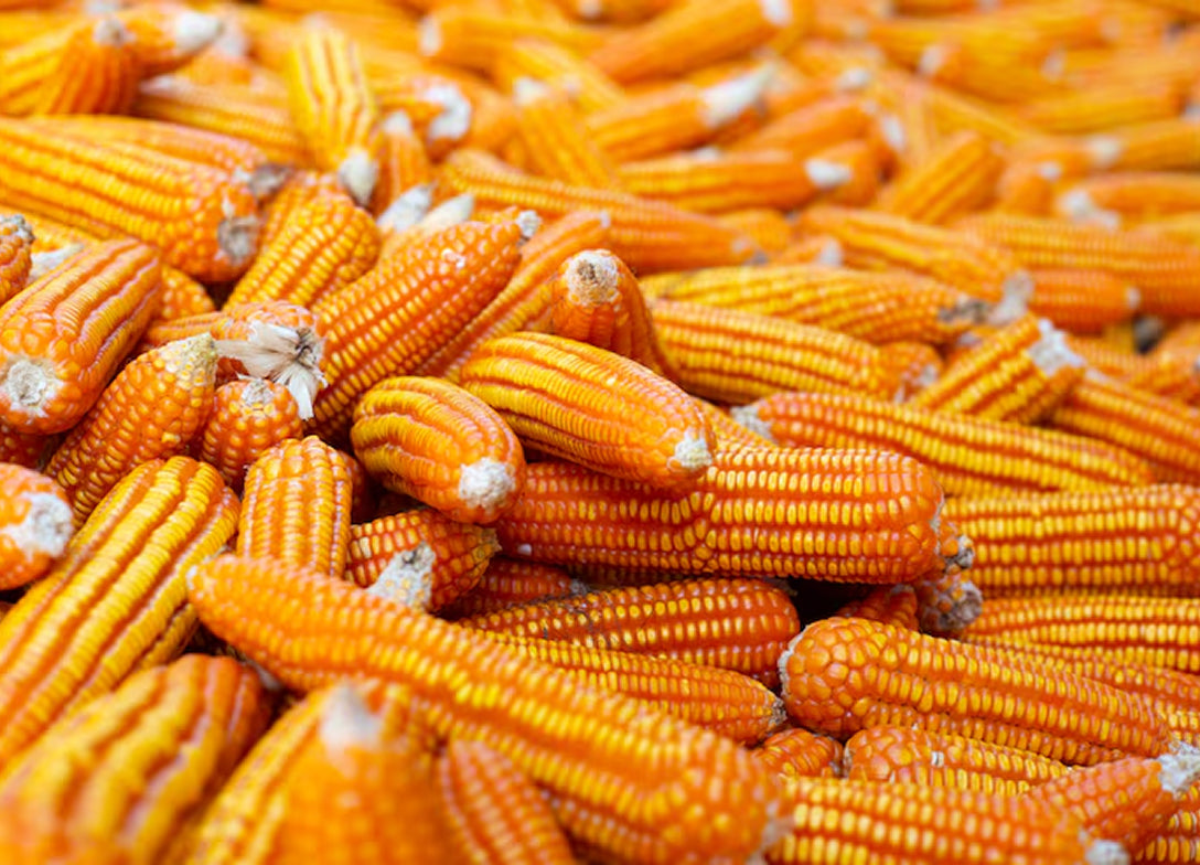 Desfolhada Tradicional | Ermesinde