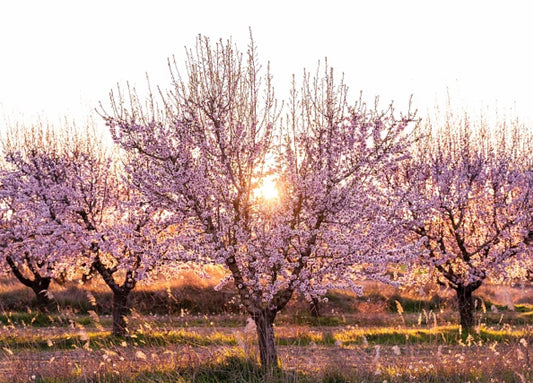 Amendoeiras em Flor