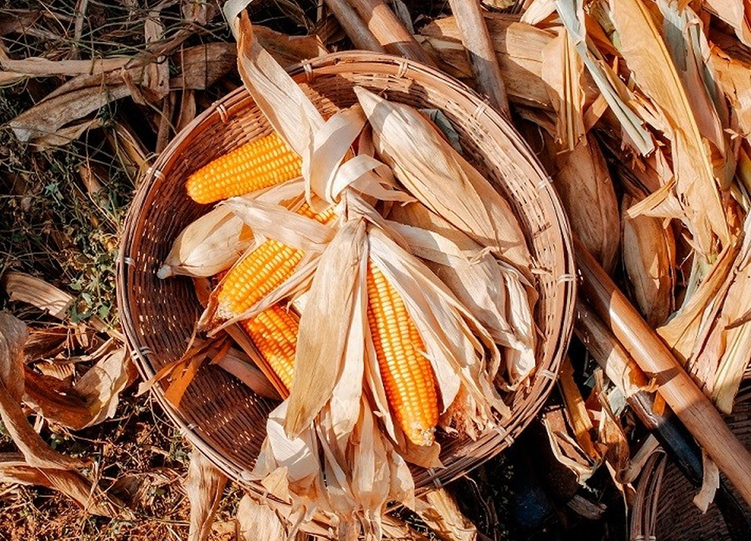 Desfolhada Tradicional | Ermesinde